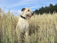 Mein Bett im Kornfeld?