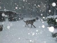 Hilfe, wir versinken im Schnee