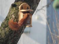 Eichhörnchen Futterhaus- nach 2 Tagen können sie es -