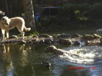 Hemingway ist in den Teich gefallen,- ganz schön kalt - im Februar -