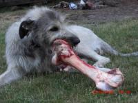 Amandas erster großer Knochen, hat gedauert bis Hund  wußte-was Hund damit macht -die Erbse aus Köln -