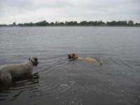 Amanda, so schwimmt man, schau genau zu  - du Kölner Erbse -