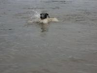 auch Grizella geht gerne schwimmen!