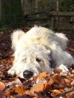 ein schöner Herbsttag