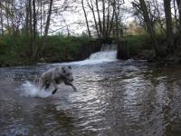 Hemingway, er liebt Wasser - pure Lebensfreude -