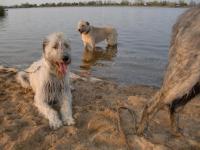 sogar mein ängstlicher Shakespare fand es an der Elbe schön !