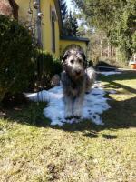 Grizella sucht den letzten Schnee - endlich mal Sonne -