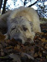 meine Herbstmaus - Mucha Moore - 