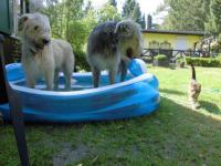 na Katze Swanhild - auch mal baden :)