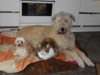 alle wollen mit Mucha Moore kuscheln - 