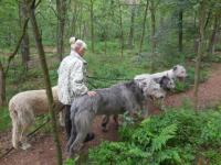 bißchen eng - der Waldweg - aber sind ja alle brav :)