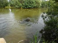 Hemingway dreht gemütlich seine Runden im See - er schwimmt aber am liebsten in der Elbe :)