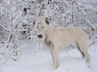  ich habe die Schnauze voll